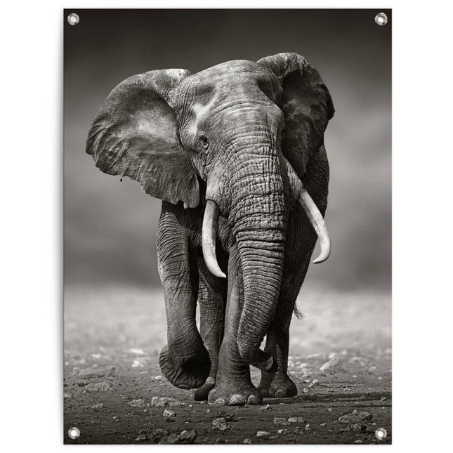 Tuindoek Olifant 60x80